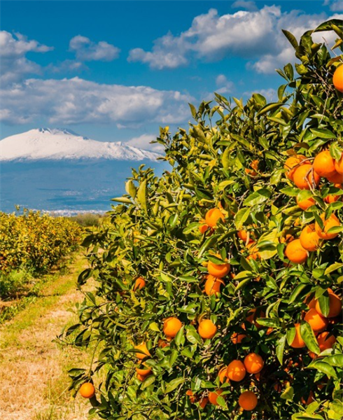 Crisi dell'agricoltura siciliana, primi impegni concreti per viticoltura e cerealicoltura.