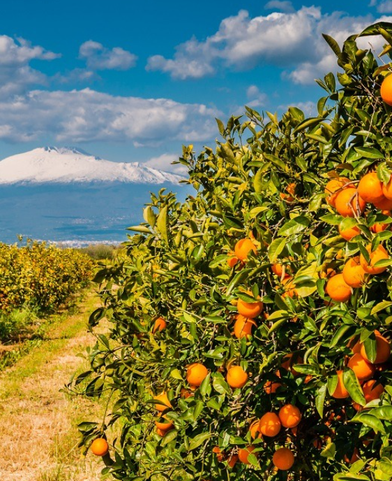 Crisi dell'agricoltura siciliana, primi impegni concreti per viticoltura e cerealicoltura.